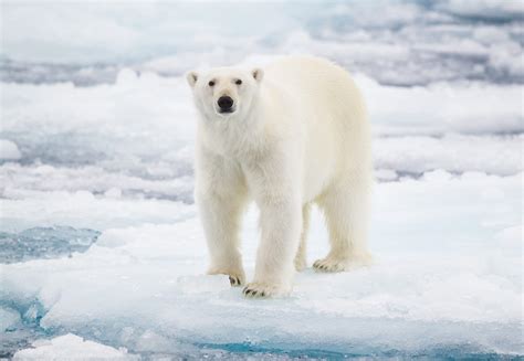 Reasons Why a Polar Bear Can't Go on a Safari